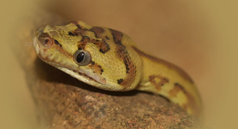 rainforest, snakehead, animal themes, Reptile, nature, animal body part, animal wildlife, vertebrate, animal, non toxic, lurking, Snake, eye, portrait