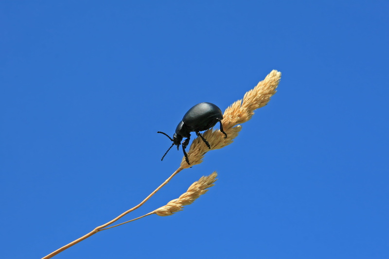 isolated, closeup, clean, outdoors, macro, 2K, detail, farming, invertebrate, natural, life, vermin, bug, nuisance, blue, copy space, living, close-up