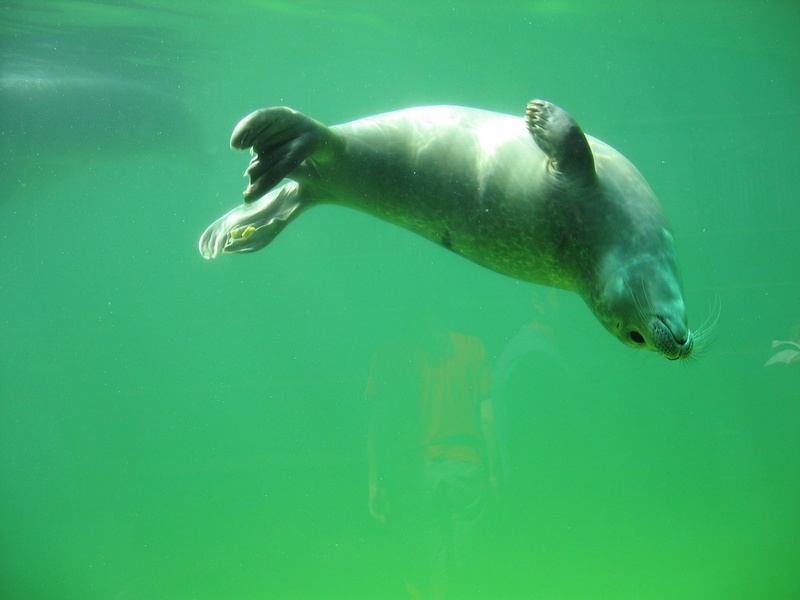 outdoors, water creature, marine, seal, animal, sea, lively, turquoise colored, day, animal themes, underwater, diving, sea life, swimming, vertebrate