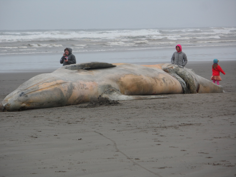 group of animals, sea-life, land, vertebrate, marine, animals in the wild, coast, underwater, outdoors, day, mammal, life belt, beached, seal, beauty in nature