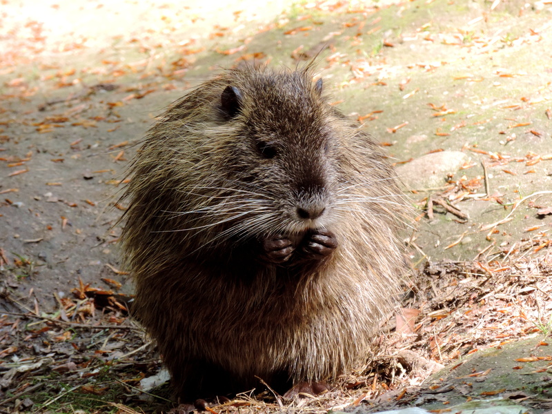 vertebrate, whisker, cute, portrait, animal wildlife, wildlife park, mammal, whiskers, standing, nutria, looking at camera, animals in the wild, species of rodent