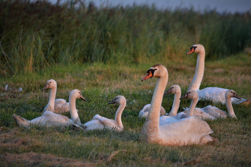 nature, animals in the wild, bird, water bird, solicitous, animal, animal world, young swans, swan family, live, plant, plumage, land, field, cute, selective focus