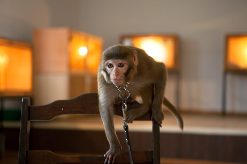 live, young, creature, focus on foreground, dog, looking, mammal, primate, table, small, domestic, animal, chair, indoors, closeup, canine, macaque, sitting