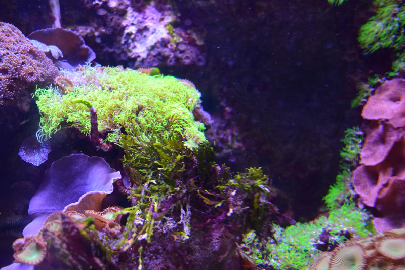 draper, animal wildlife, habitat, loveland living planet aquarium, no people, creatures, 5K, animal, invertebrate, fish, rock, under the sea, beauty in nature