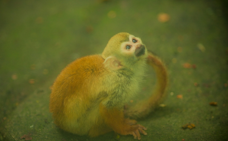 one animal, bird, 4K, field, canon, Living, Golden, young animal, Animal, Monkey, close-up, vertebrate, no people, animals in the wild, animal wildlife