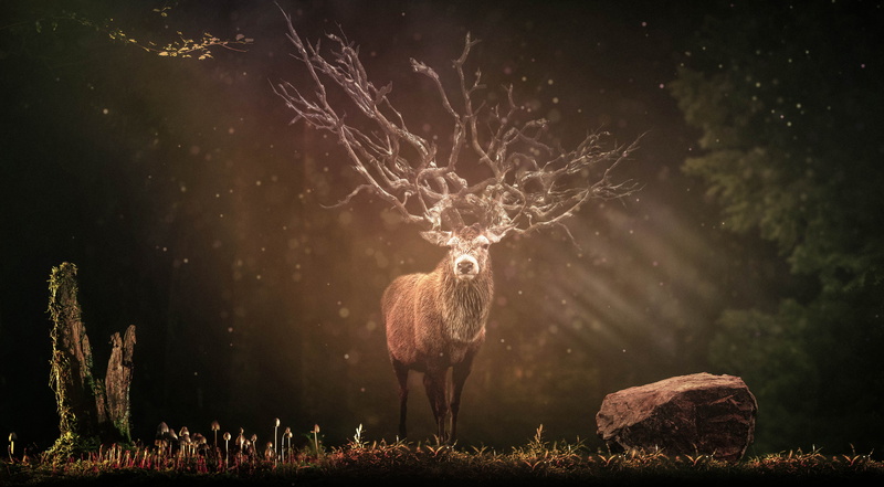 livestock, domestic animals, environment, wild, night, outdoors, hirsch, standing, vertebrate, wilderness, plant, field, sunbeam, sky, animals in the wild