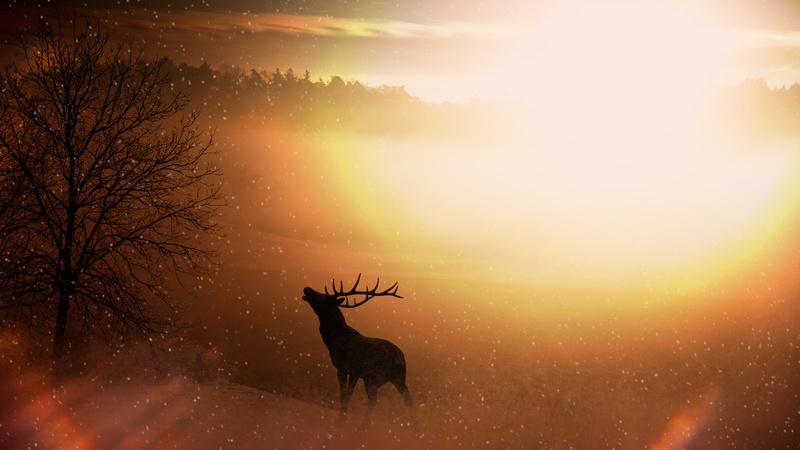 beauty in nature, antler, land, animal themes, plant, sunrise, winter, 5K, forest, sun, yellow, environment, mammal, deer, cold temperature, silhouette