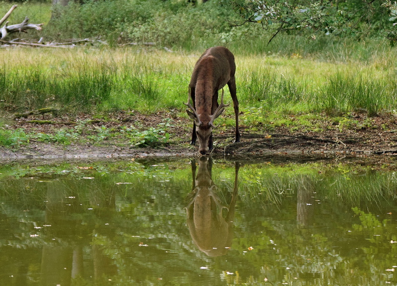 animal wildlife, waterfront, one animal, tree, animal, drinking, animals in the wild, 4K, plant, green color, mirror image deer, day, no people, reflection