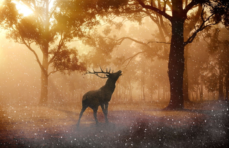 hirsch, 4K, antler, herbivorous, snowflakes, animals in the wild, snowing, outdoors, land, animal wildlife, environment, one animal, tree, domestic animals