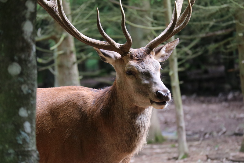 mammal, land, one animal, deer, animals in the wild, forest, wildlife photography, animal, antler, 5K, nature, no people, animal portrait, horned, animal head