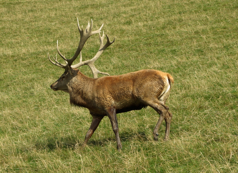 deer, day, land, red deer, no people, standing, herbivorous, animal, wild, hirsch, one animal, animal wildlife, nature, vertebrate, antler, 5K, grass