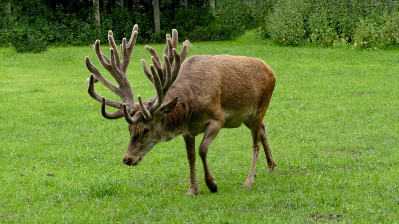 wild animal, nature, 4K, wild, animals, deer antler, plant, no people, day, standing, vertebrate, land, tree, animals in the wild, mammal, antler, brown