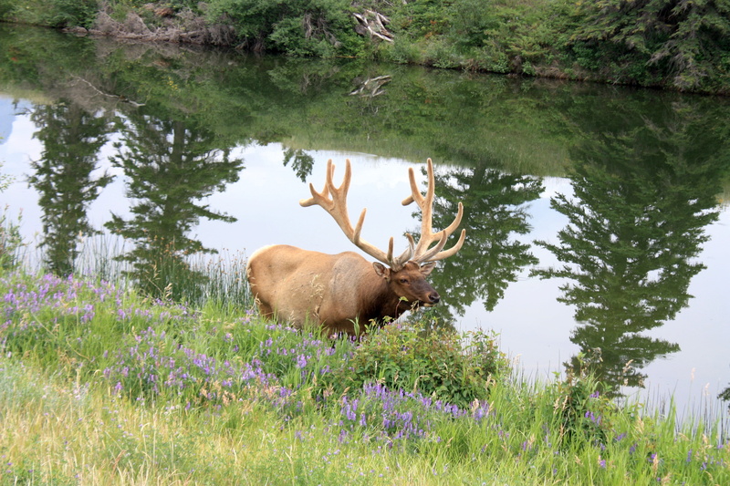 nature, wapiti deer, hirsch, west canada, day, mammal, herbivorous, jasper, tree, wapiti, national park, one animal, vertebrate, growth, deer, 4K, canada