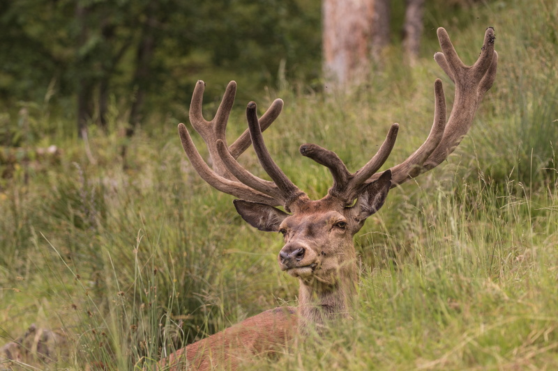 animals in the wild, portrait, animal themes, herbivorous, real deer, antler, no people, animal wildlife, tree, looking at camera, brown, surrounded, antler carrier