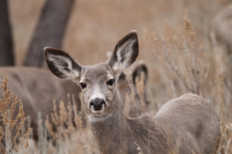 venado, looking at camera, hirsch, domestic animals, herbivorous, animal, outdoors, mammal, portrait, one animal, mule deer, 4K, land, jessica magnus-rockeman