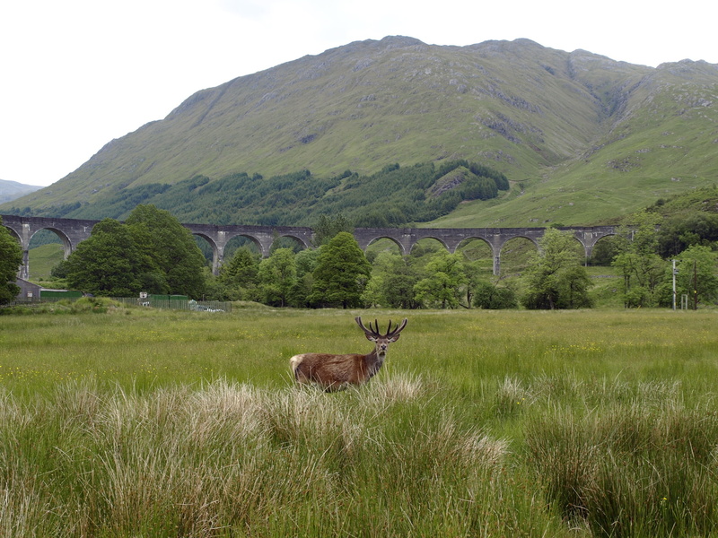 animal wildlife, grass, brown, antler, scotland, travel, field, architecture, land, traffic, animal themes, day, animals in the wild, viaduct, 1080P, landscape