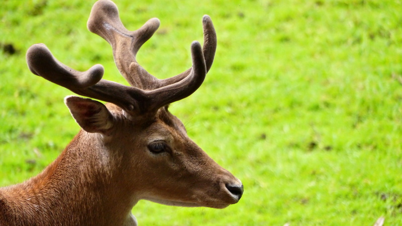 nature, herbivorous, animal themes, grass, animal, one animal, Red Deer, no people, wild animal, antler carrier, green color, Hirsch, paarhufer, Antler