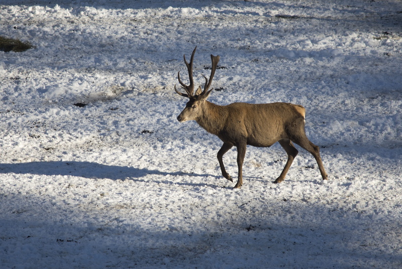 wintry, mountain, ice, outdoors, cold, herbivorous, animal themes, animal wildlife, deer, antler, wild, no people, field, winter, frost, mammal, land, hirsch
