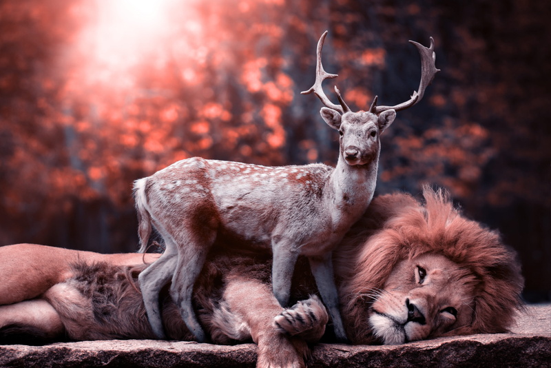 portrait, group of animals, 5K, outdoors, wilderness, animal themes, animals in the wild, hirsch, predator, mane, lion, dangerous, two animals, animal