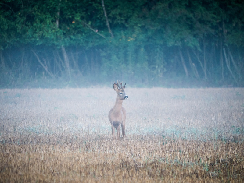 stoppen, forest, land, stoppelfeld, grass, nature, jagd, alertness, one animal, tree, rehbock, hunting, mammal, day, reh, nebel, no people, wildtier, portrait