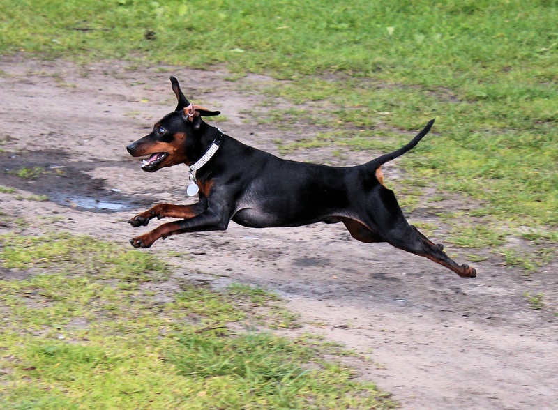 day, domestic, grass, miniature Pinscher, reh pinscher, one animal, plant, puppy, running, dog, purebred Dog, on the move, pinscher, no people, small dog