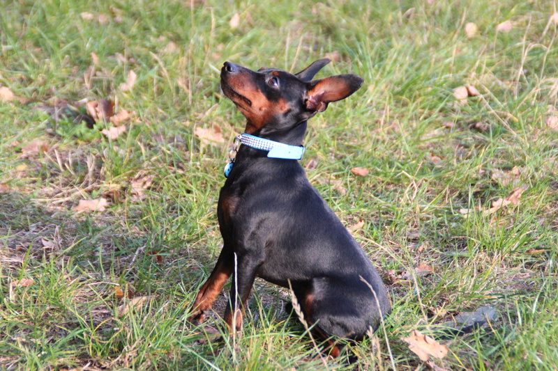 land, pinscher, striezel, nature, dog, day, field, animal themes, grass, animal, pet, one animal, black color, collar, plant, hundesport, no people, domestic