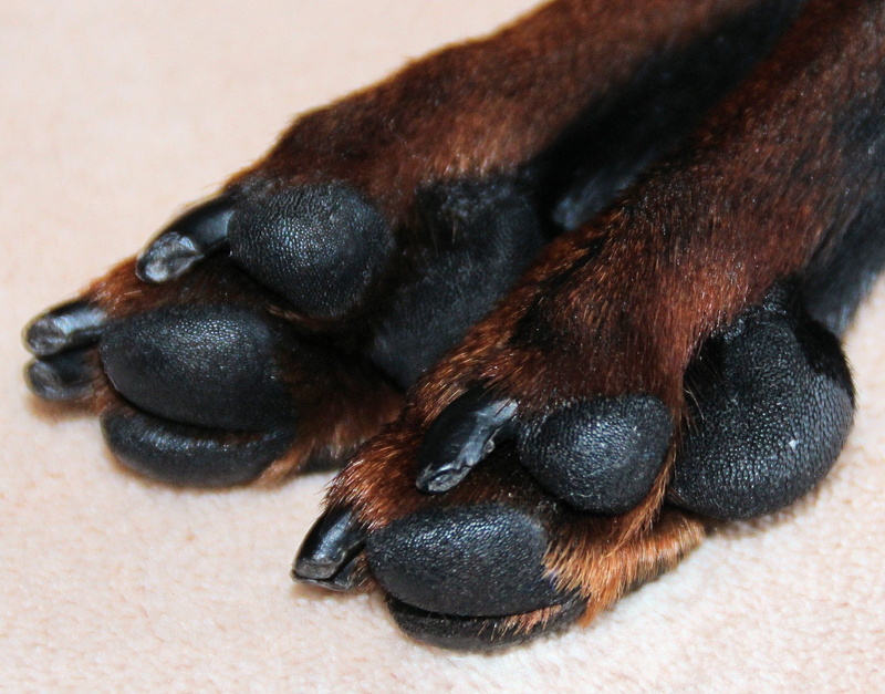 no people, animal body part, pet, indoors, close-up, hundesport, black color, animal themes, striezel, dog, one animal, small, domestic, paw, domestic animals