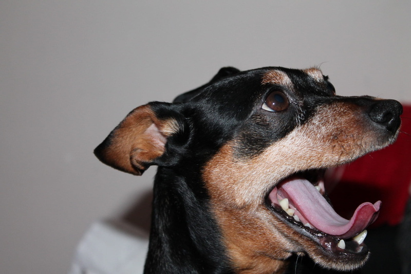 Small, canine, one animal, Awakened, animal head, mouth open, pets, animal teeth, mammal, vertebrate, tongue, studio shot, Dog, close-up, profile view