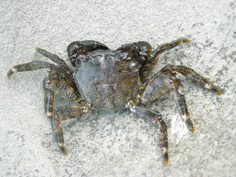 arthropods, shell, claw, crab, marine, day, animals in the wild, closeup, animal, sea life, cancer, one animal, land, outdoors, sea ​​creatures, animal wildlife