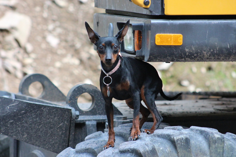 canine, pets, dog, mammal, outdoors, one animal, striezel, no people, miniature pinscher, domestic animals, vertebrate, day, looking at camera, standing