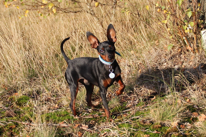 pet, one animal, hundesport, pets, striezel, mammal, nature, plant, miniature pinscher, purebred dog, pinscher, field, grass, animal, land, small dog, domestic
