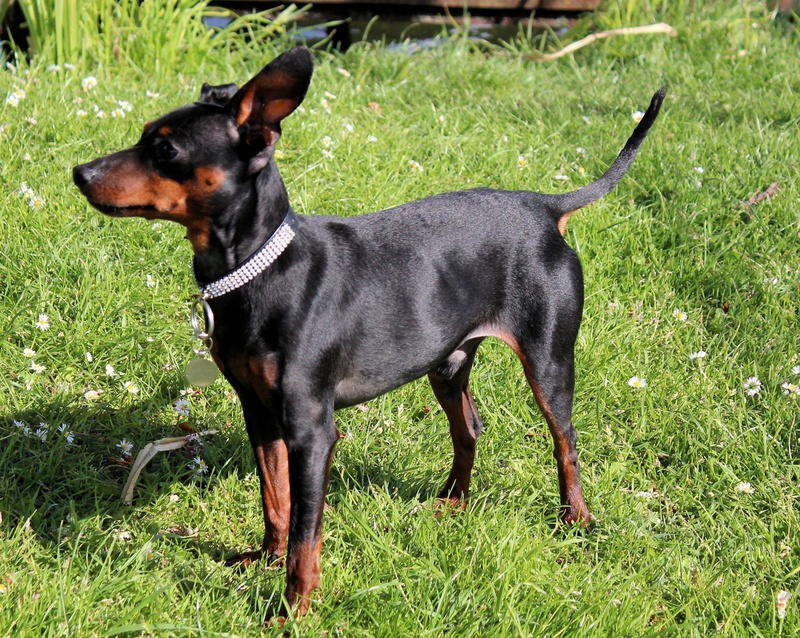 one animal, pet collar, vertebrate, miniature Pinscher, day, black color, plant, canine, animal themes, striezel, green color, reh pinscher, cute, field