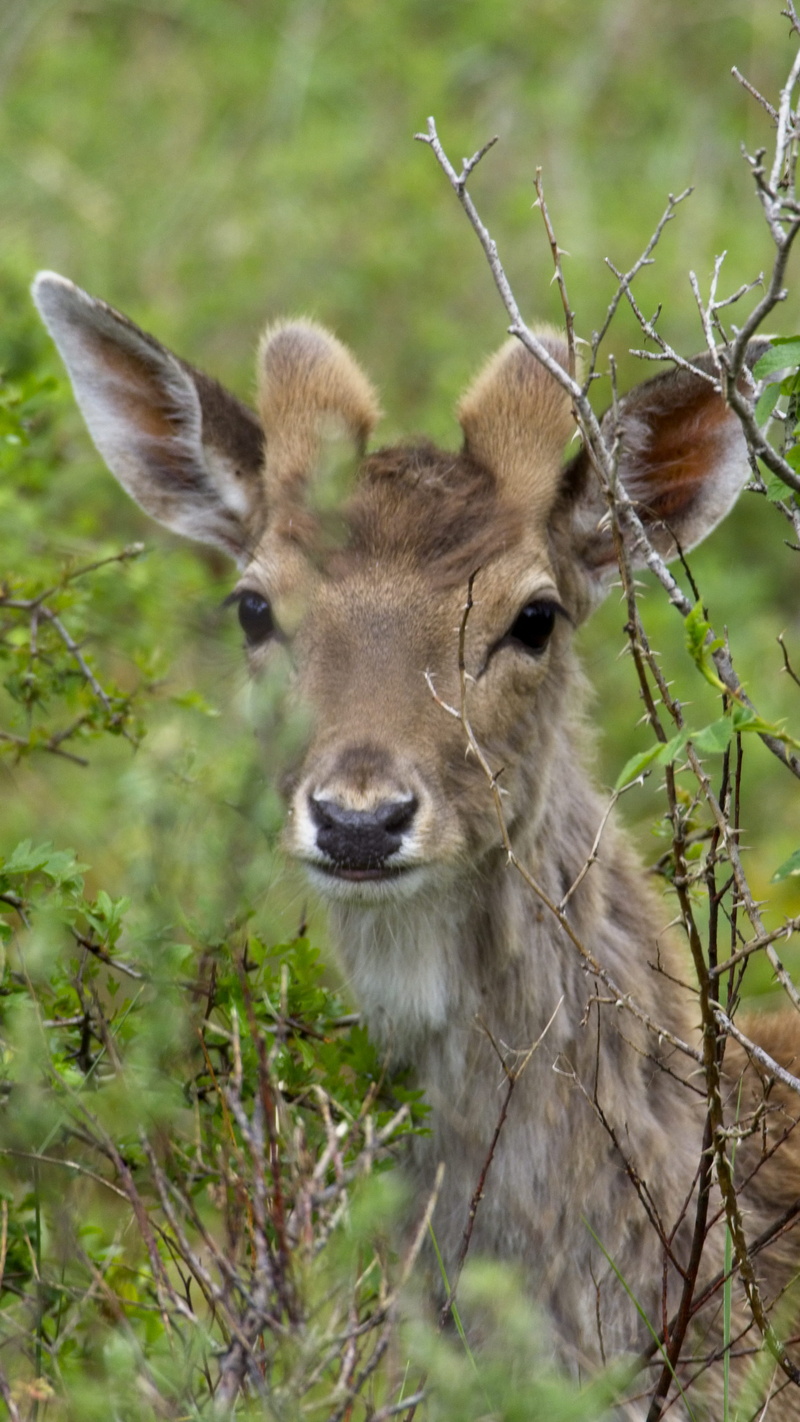 deer, cowbell, giraffe, bloemendaal, kennemer duinen, netherlands, 4K, antelope, grass, accipiter, field, animal, land, herbivorous, portrait, nature