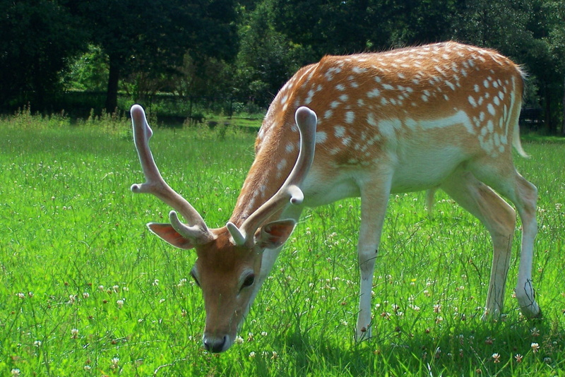 outdoors, deer, brown, grass, wildlife, fauna, grazing, boss, nature, hert, field, horns, farm  animals, winschoten, mammal, bambi, meadow, lovely, 1080P