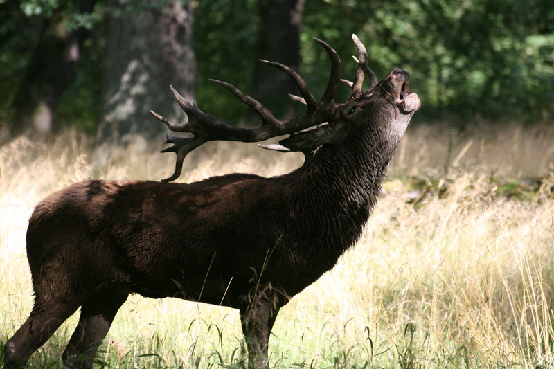 outdoors, hjort, side view, red deer, one animal, 4K, wild, herbivorous, vertebrate, hunting, wildlife, natural, grass, animal wildlife, antler, plant