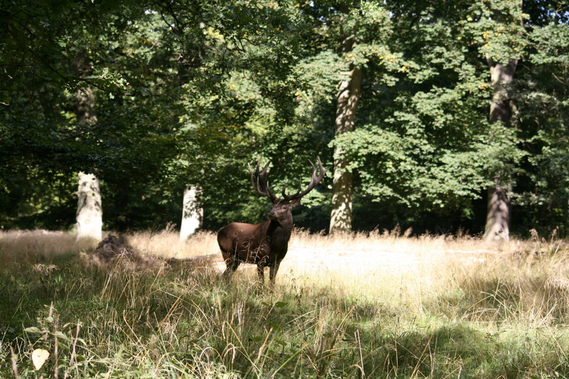 antlers, plant, hunting, no people, vertebrate, tree, deer, heat, natural, animal wildlife, animal themes, growth, field, wild, hjort, grass, beauty in nature