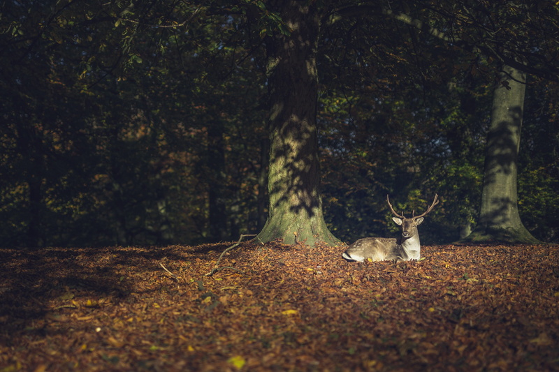 mammal, natural, 4K, hjort, tree trunk, animals in the wild, land, field, leaves, autumn, animal wildlife, animal, trunk, deer, forest, wildlife, plant