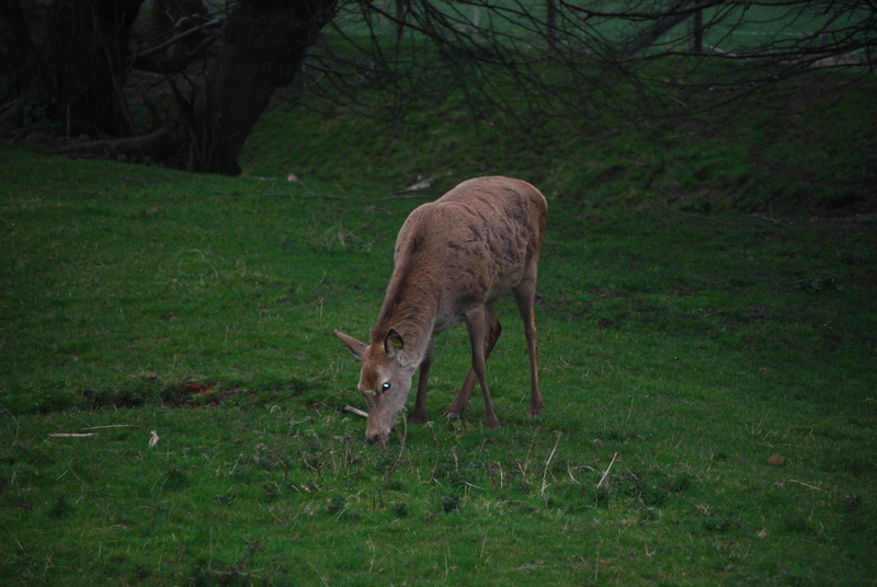 fawn, mammal, agriculture, biche, livestock, 4K, animals in the wild, animal wildlife, field, one animal, animal themes, wildlife, green color, deer, portrait of animals