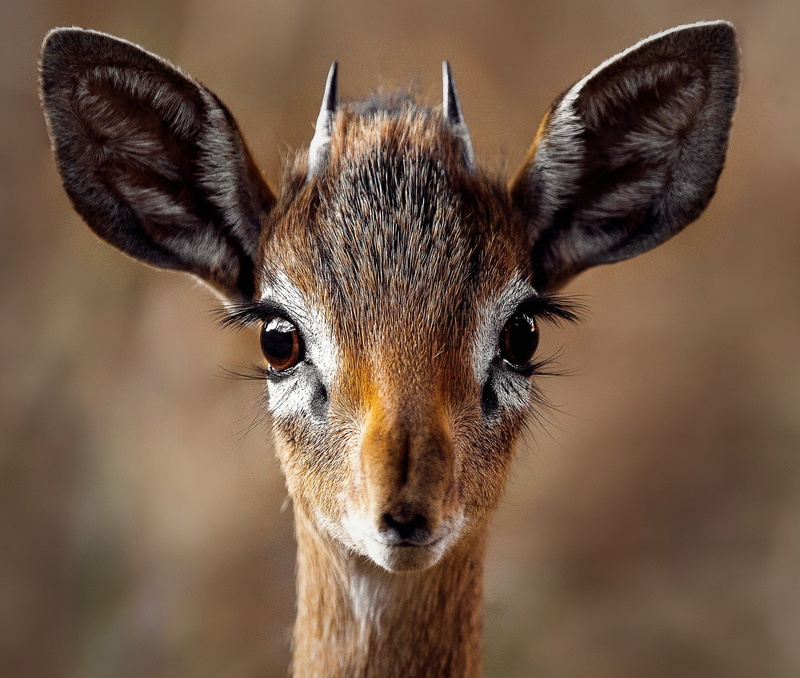 portrait, day, looking at camera, animal, snout, one animal, focus, herbivorous, outdoors, vertebrate, animals, whisker, wild, no people, animal wildlife