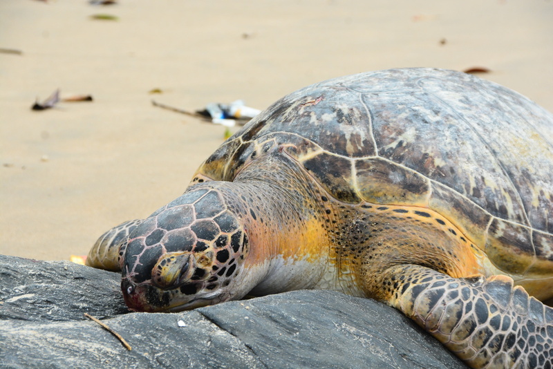 day, biche, sea turtle, domestic animal, turtle, nature, animal shell, animal, marine, animal head, tortoise, shell, one animal, zoo, tortoise shell, 4K