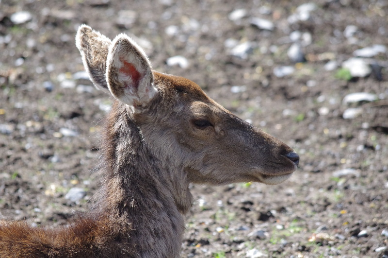 animal themes, animal, herbivorous, side view, outdoors, fauna, nature, deer, 4K, profile view, day, animals in the wild, no people, field, brown, vertebrate