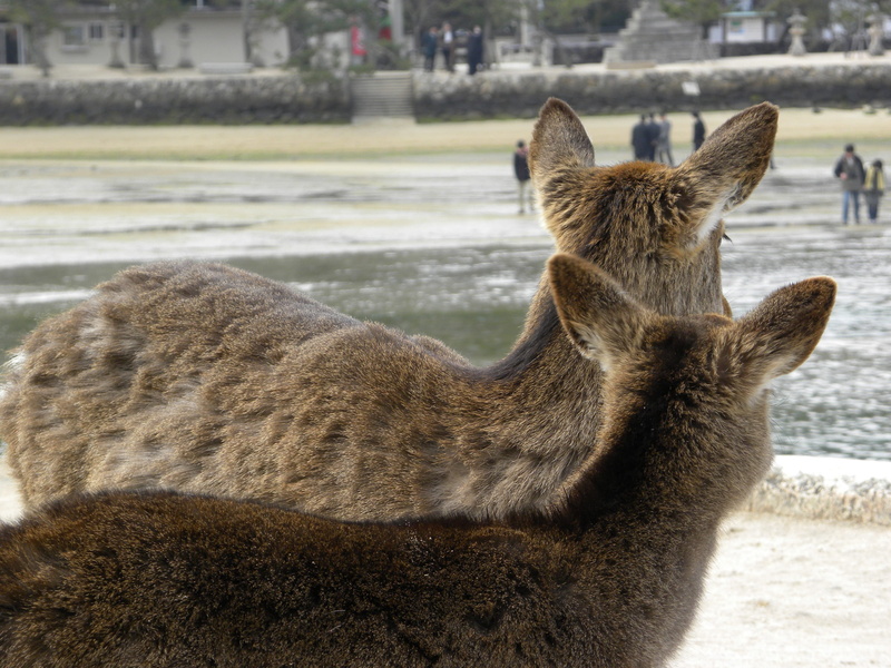animals in the wild, standing, to watch, one animal, Biche, pets, animal themes, vertebrate, Beach, domestic animals, day, outdoors, Look, animals, mammal