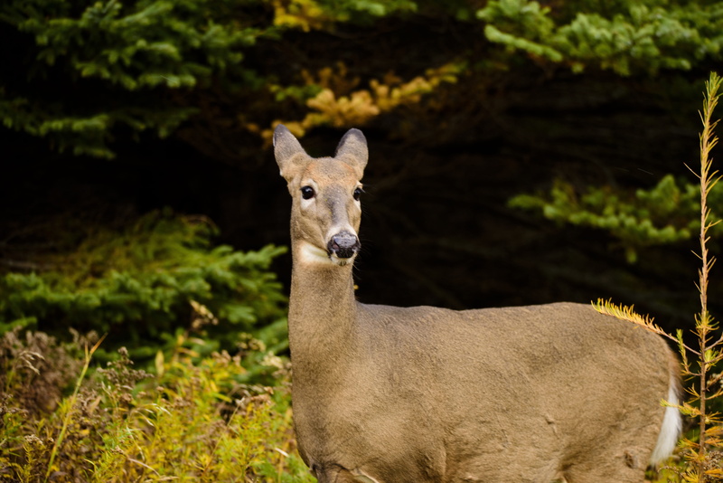 Wild Animals, pets, Deer, focus on foreground, standing, Nature, game, vertebrate, biche, mammal, outdoors, field, portrait, land, animal wildlife, livestock