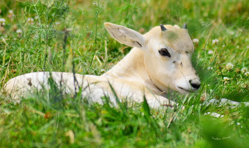 beige, selective focus, outdoors, herbivorous, relaxation, deer, vertebrate, field, summer, one animal, plant, green color, no people, meadow, white, young animal