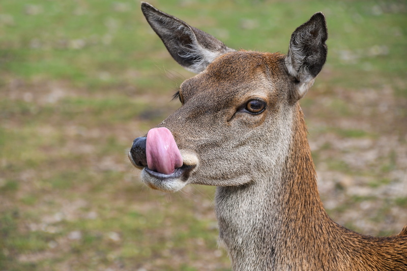 close-up, animal wildlife, field, deer, animals in the wild, standing, 5K, near, no people, domestic animals, animal head, grass, green, brown, focus on foreground