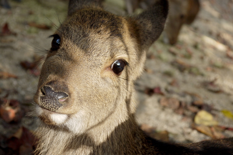 wood, bambi, wildlife, cute, animal wildlife, Head, game, forest, animals, hunting, fur, animal head, looking at camera, Biche, animals In The Wild, nature