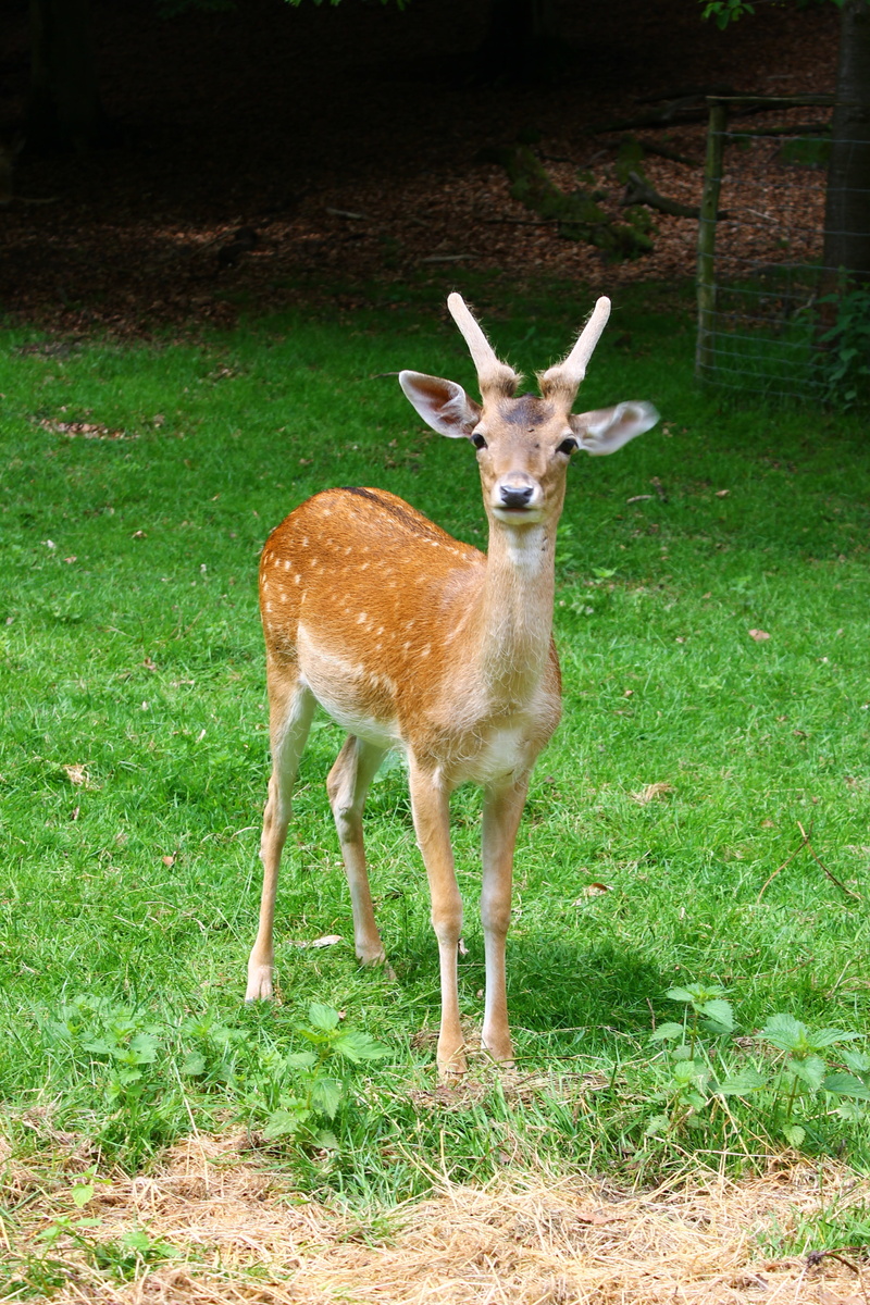 herbivorous, portrait, grass, plant, outdoors, land, one animal, mammal, vertebrate, no people, animals in the wild, fawn, animal, 4K, animal themes, deer
