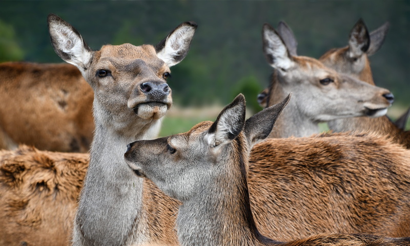 togetherness, deer, domestic animals, brown, animals in the wild, animal family, fawn, 5K, mammal, two animals, nature, portrait, focus on foreground