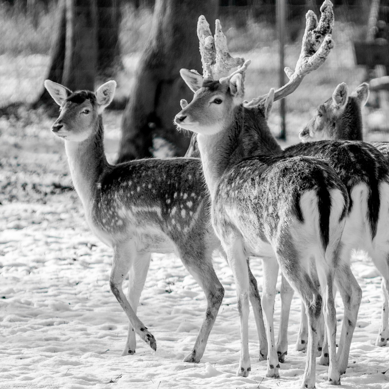 standing, black and white, vertebrate, herbivorous, focus on foreground, young animal, two animals, animal themes, animal, wild life, nature, looking, land