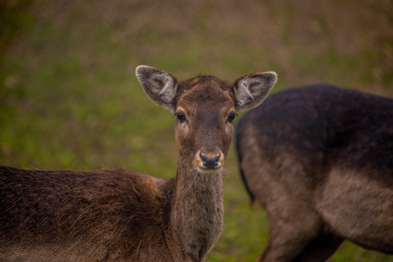 nature, two animals, 5K, portrait of animals, close-up, looking at camera, standing, fauna, animal wildlife, herbivorous, wild animal, animals in the wild